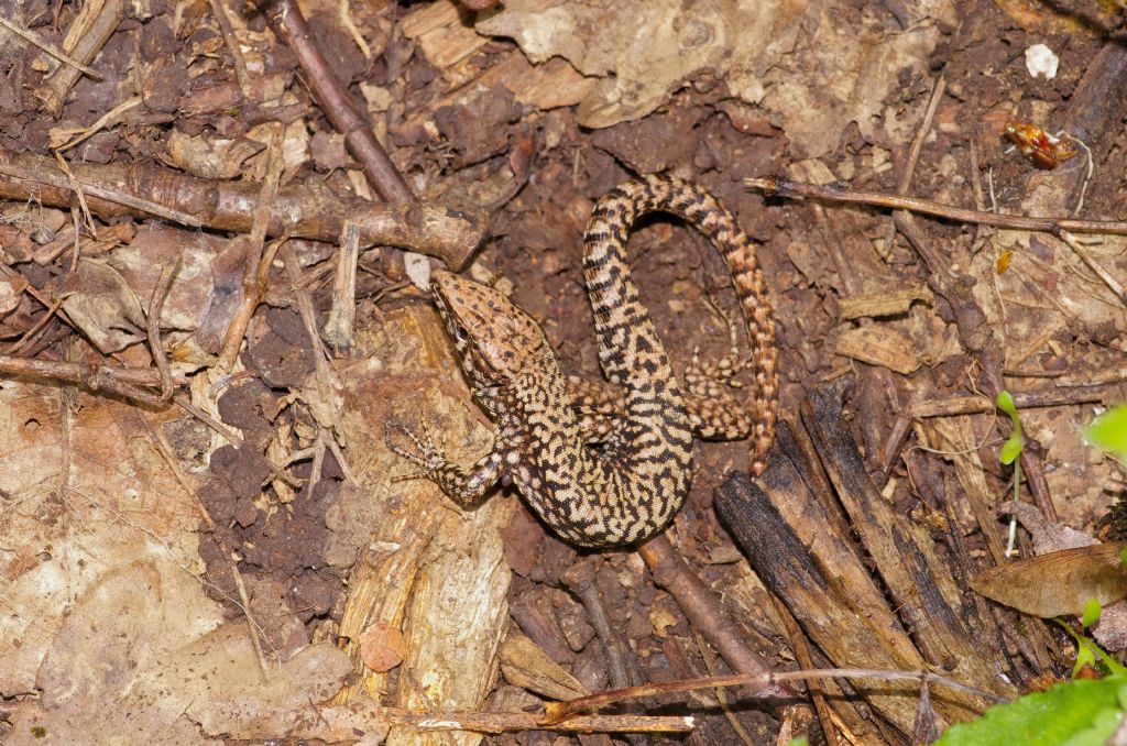 Lucertola nel bosco:   Podarcis muralis